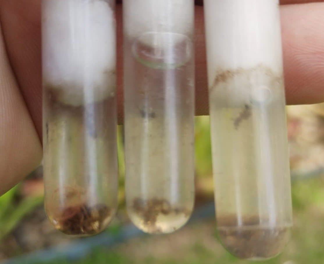 Primeiro caso de dengue é confirmado em Gravatal