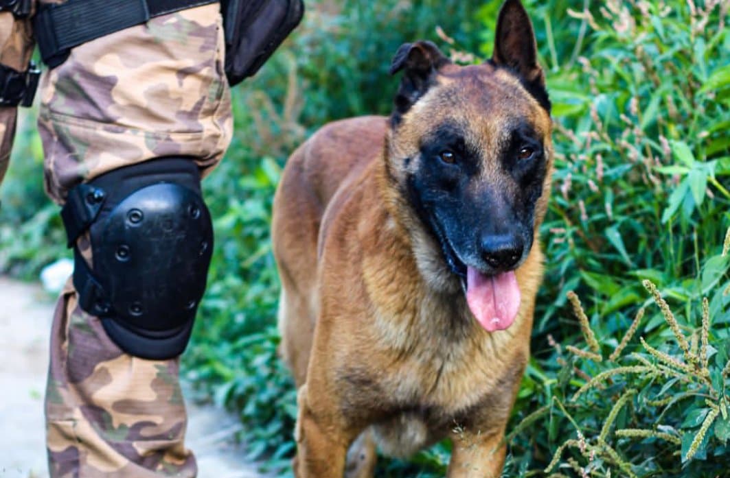 Mais de 1kg de maconha é apreendido durante varredura em pontos de tráfico