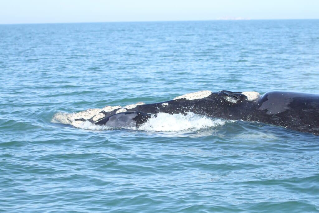 Mais de 50 baleias são avistadas antes do auge da temporada em Imbituba