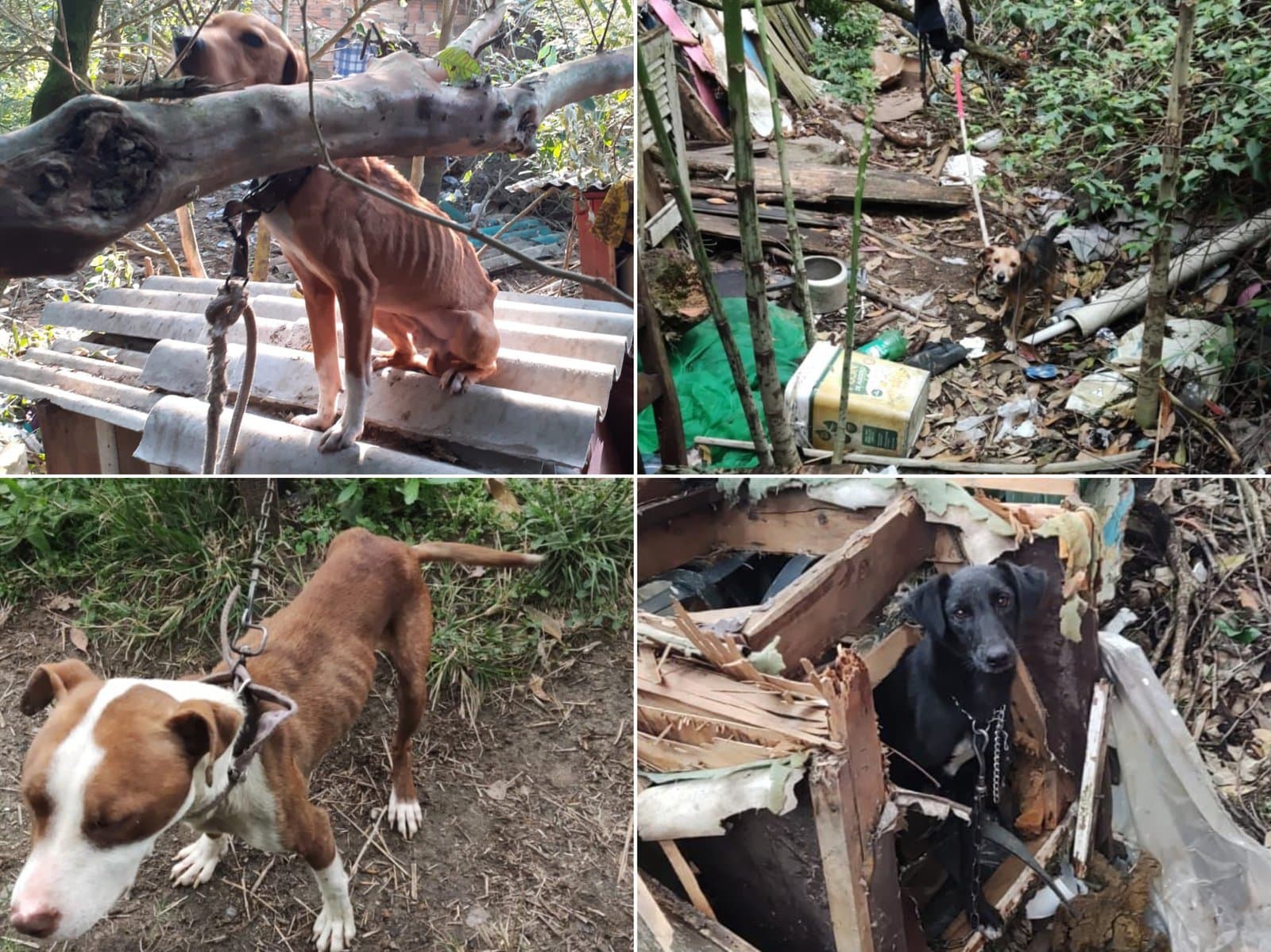 Mulher é presa em flagrante por maus-tratos contra animais