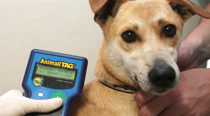 Mais de 1,2 mil animais são atendidos por programa de castração e microchipagem em Laguna
