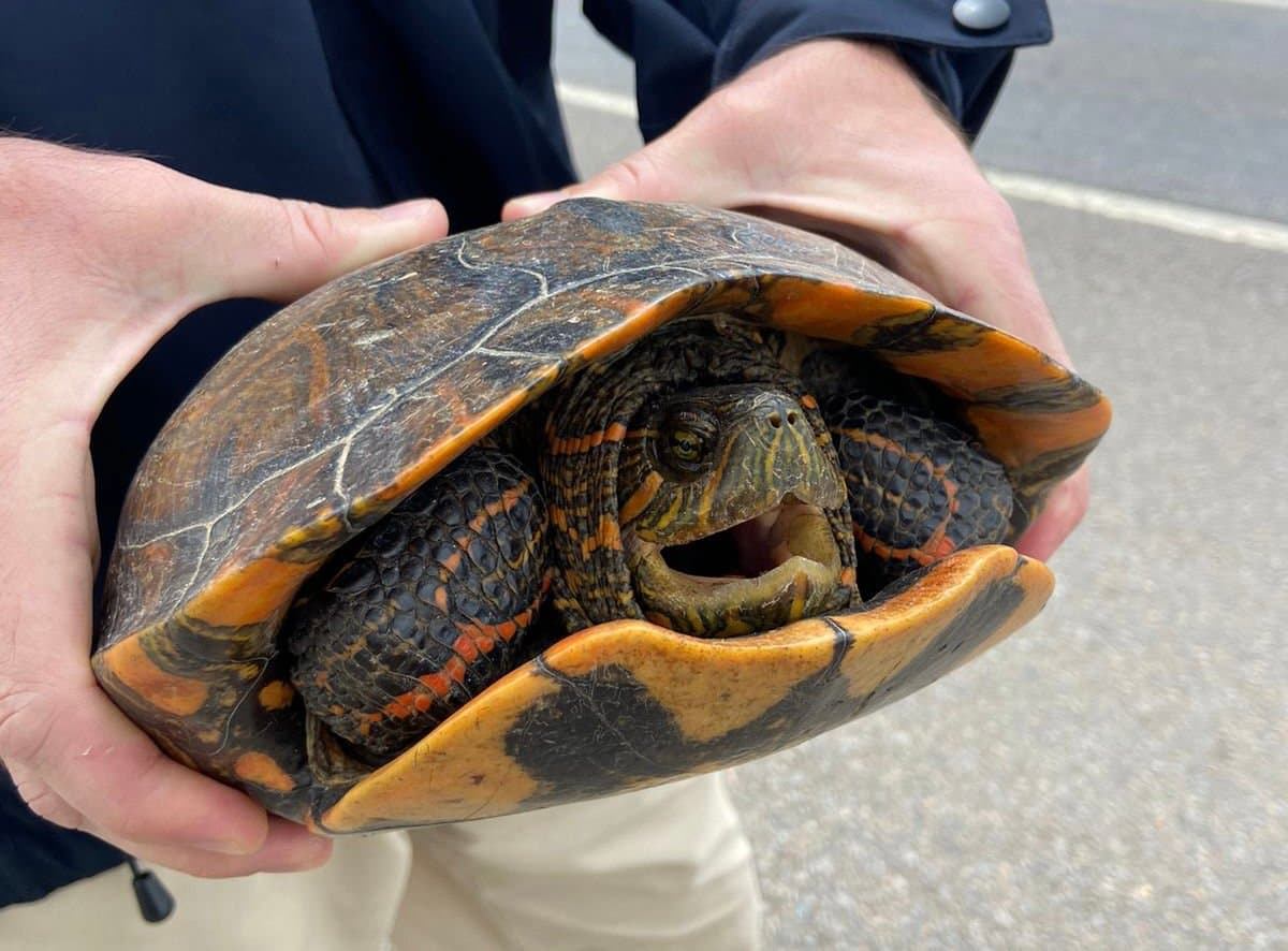 Cágado é encontrado caminhando às margens da BR-101, em Tubarão