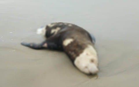Leão-marinho é encontrado morto na Praia do Iró