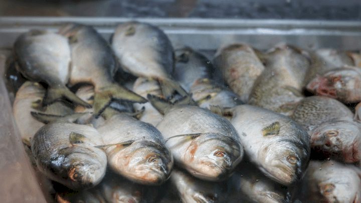 Cerca de uma tonelada de pescados é apreendida em SC