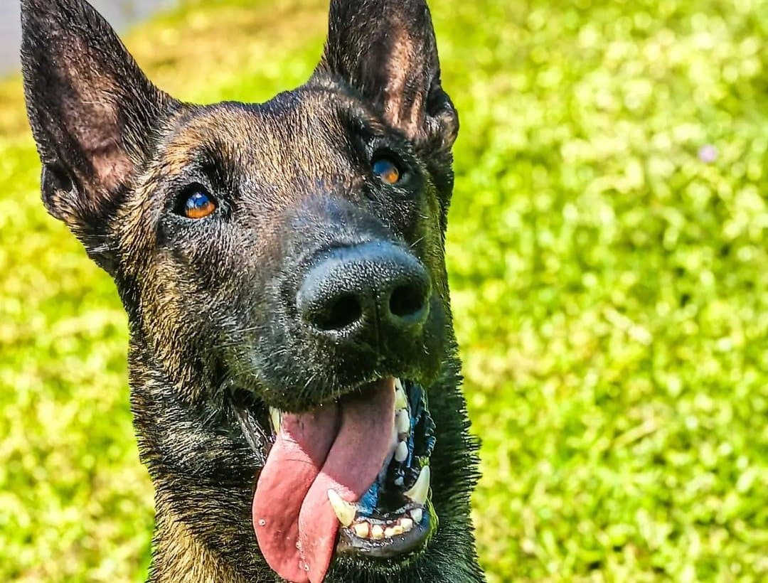 Cão policial ajuda a encontrar 20 pedras de crack
