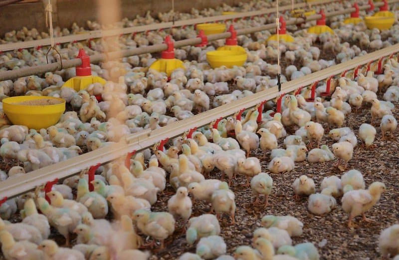 SC bate recorde na exportação de carnes