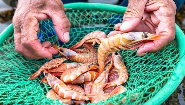 Tem início o período de defeso do camarão nas regiões Sul e Sudeste