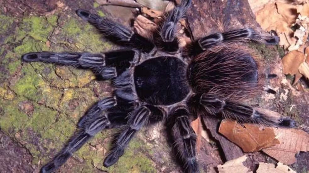 Veneno de aranha brasileira vira esperança de tratamento contra câncer