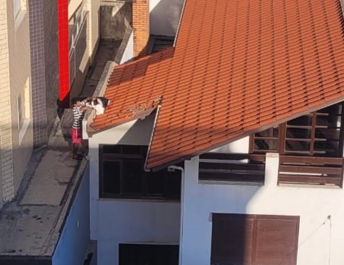 Cão cai do 4º andar de prédio e é resgatado sem ferimentos graves