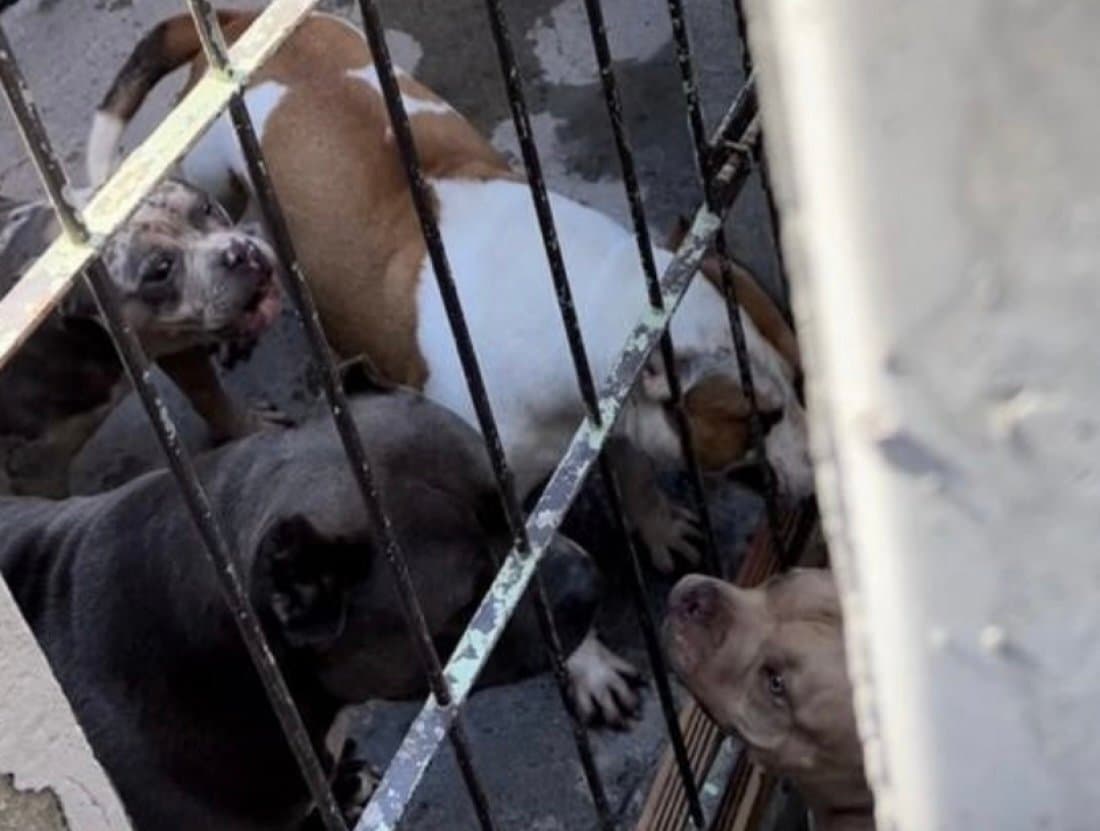 Dono de canil que vendia cães pela internet é indiciado por maus-tratos