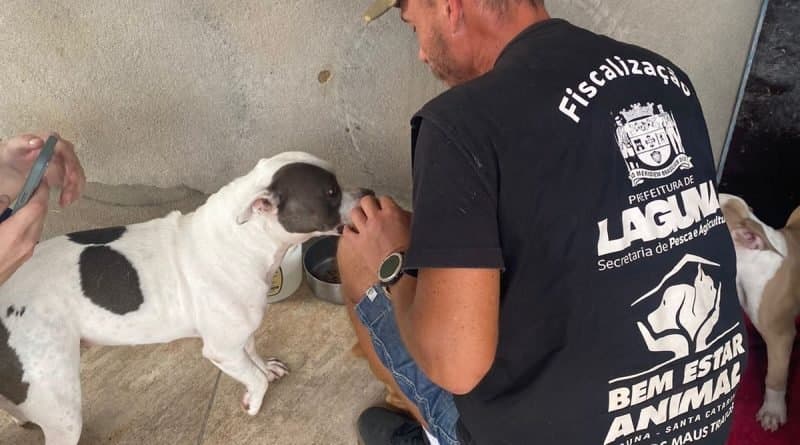 Denúncia de maus-tratos contra filhotes de pit bull é investigada