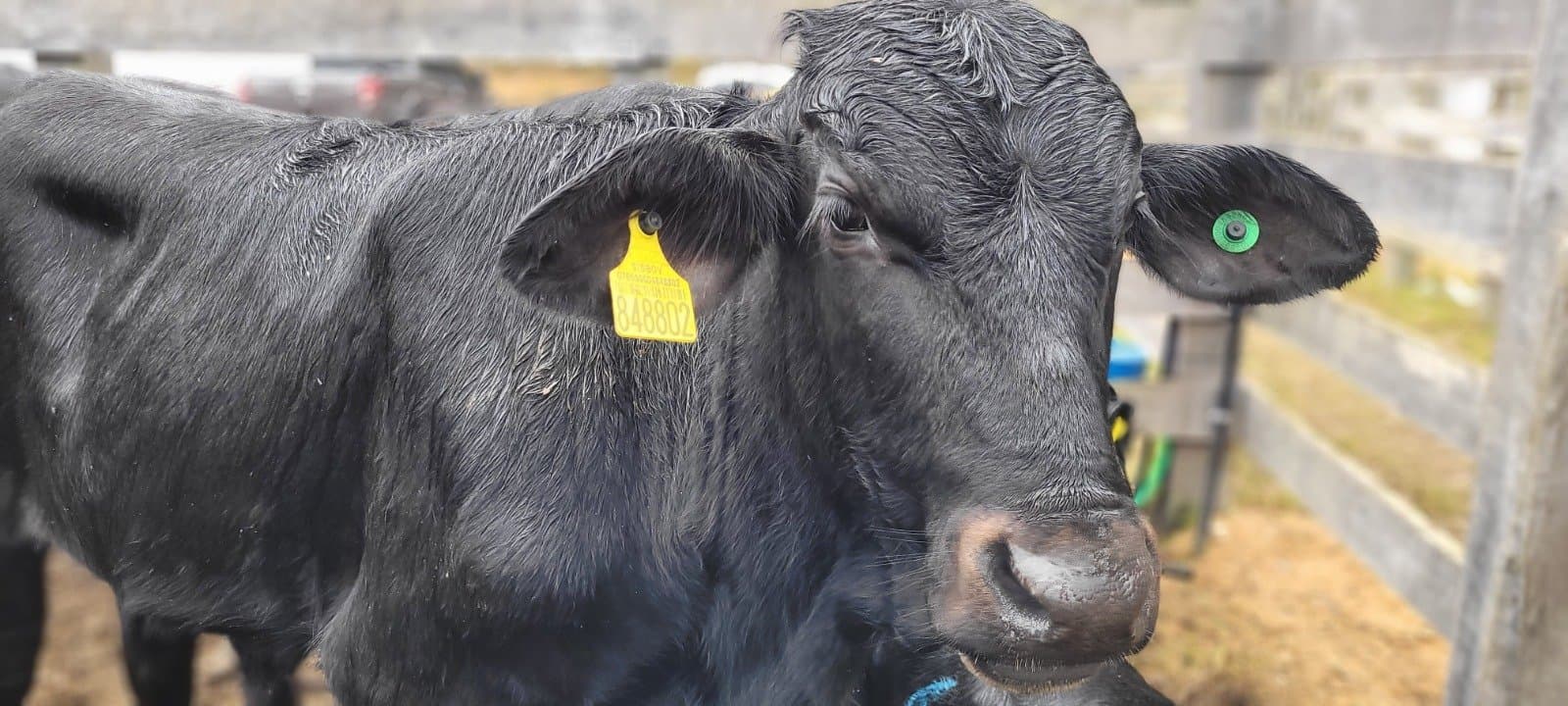 Feira Agropecuária de Tubarão abre nesta quarta-feira (22), com leilão de gado