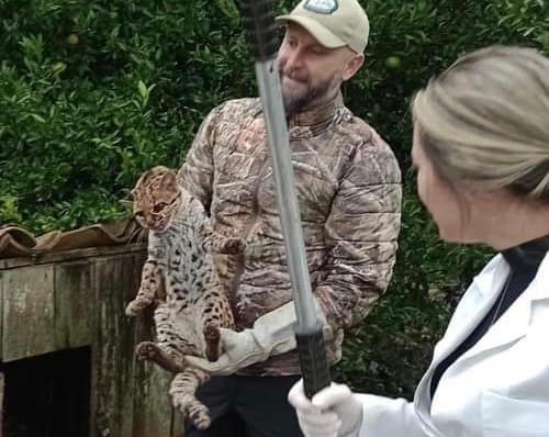 Gato maracajá ferido é encontrado dentro de galinheiro