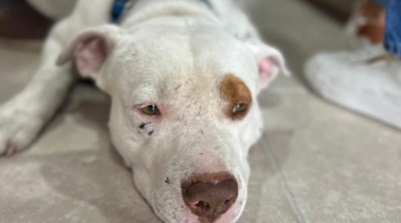 Novo caso de abandono de pitbull é registrado em Laguna