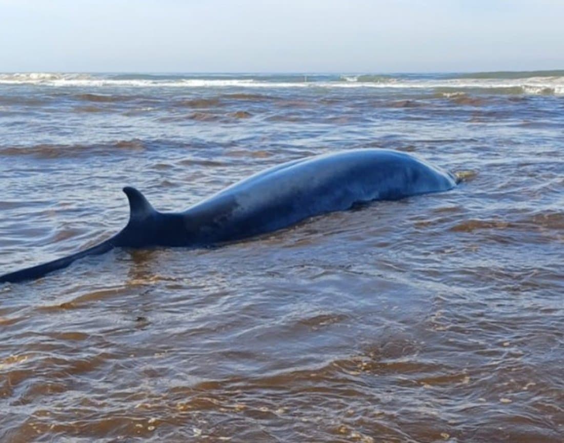Baleia encalhada na Praia do Campo Bom morre após 48 horas
