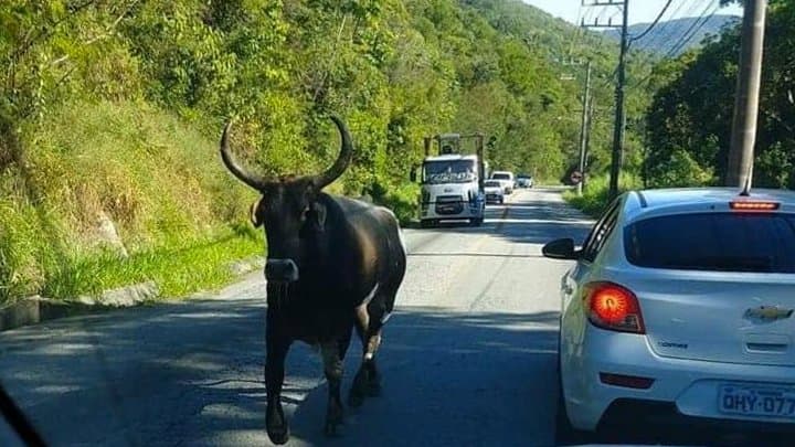 Boi solto causa acidente durante tentativa de captura