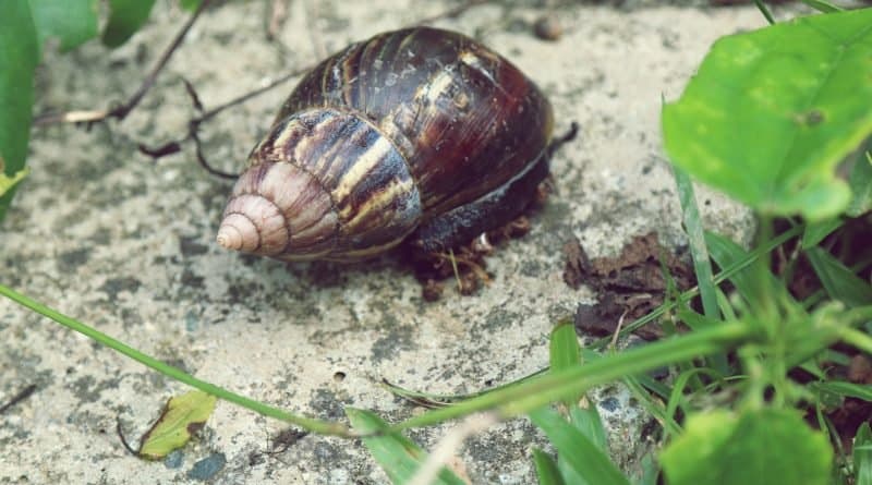 Infestação de caramujos africanos é combatida em município da região