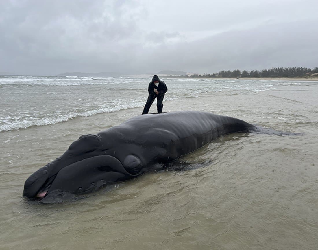 Filhote de baleia-franca consegue voltar a águas mais profundas após encalhar em praia
