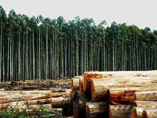 Corpo em avançado estado de decomposição é encontrado em plantação de eucaliptos