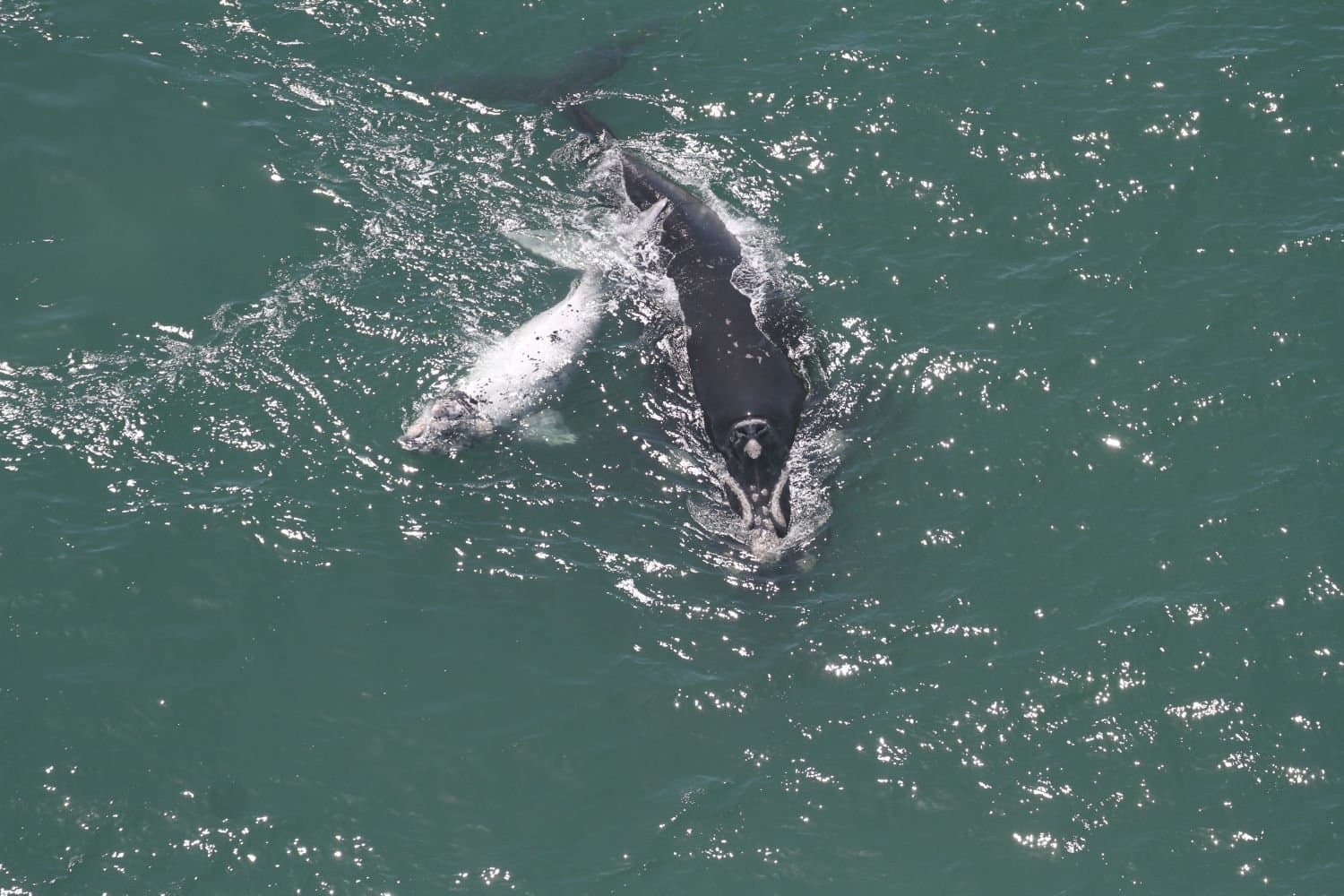 Sobrevoos registram 216 baleias-francas entre SC e o RS