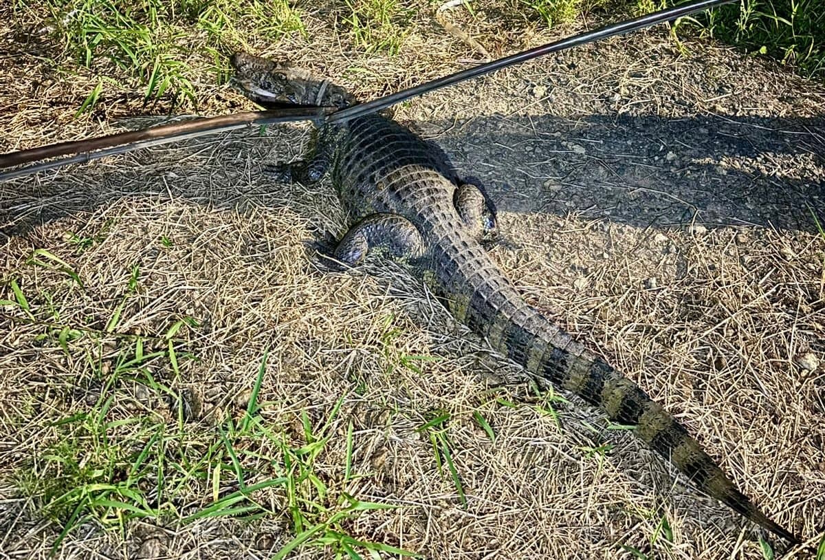 Jacaré de 2 metros é capturado em frente a casa em Tubarão