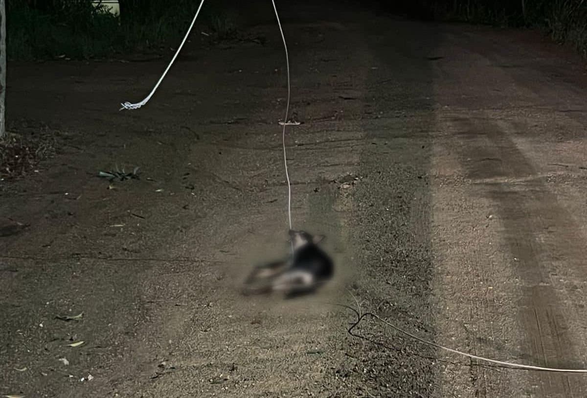 Cão morre ao receber descarga elétrica após temporal