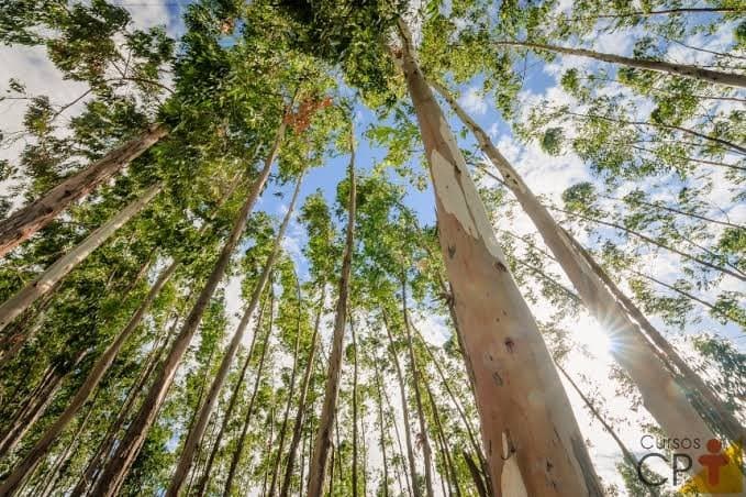 Idoso morre ao ser atingido por eucalipto de grande porte