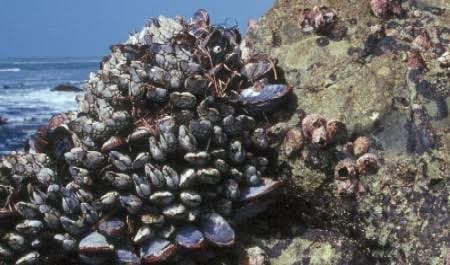 Moradores e turistas passam mal após consumir mariscos coletados na região