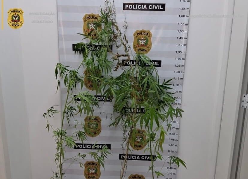 Pés de maconha são encontrados em área de mata