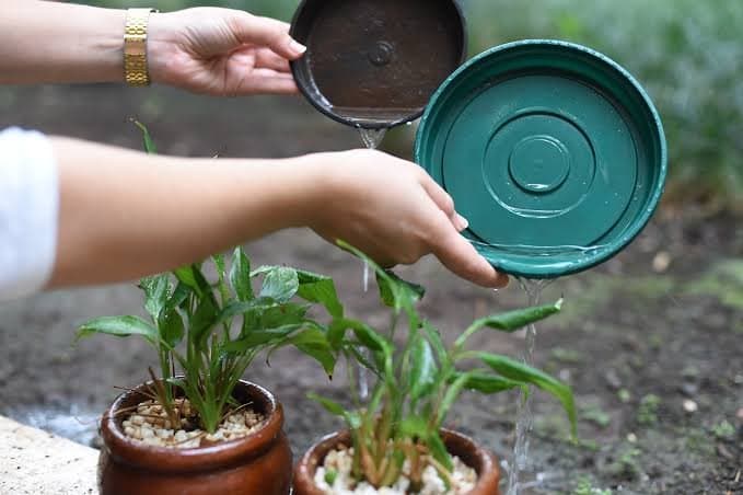 Mutirão contra o mosquito da dengue será realizado em Tubarão