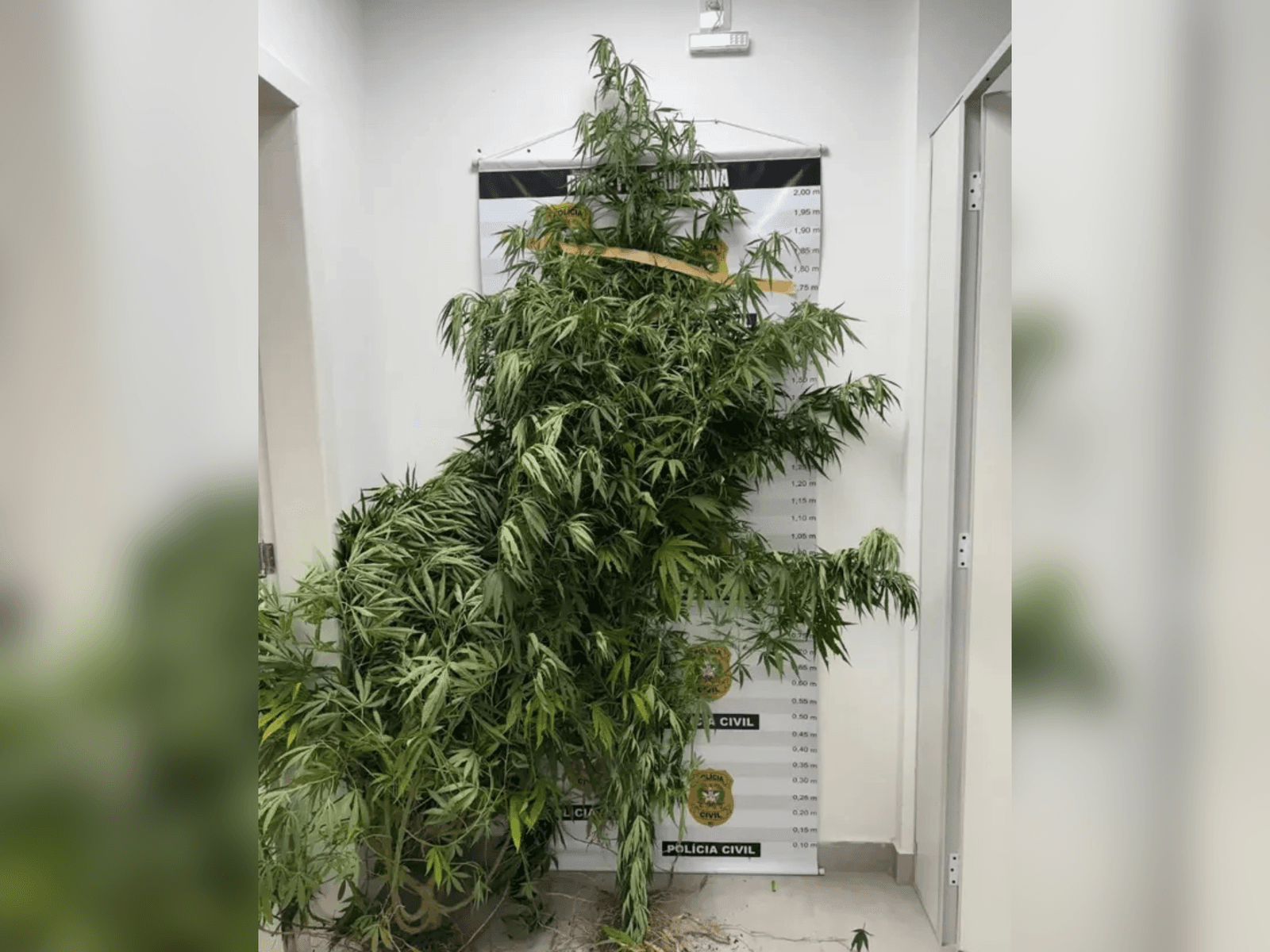 Pés de maconha de grande porte são apreendidos em quintal de casa