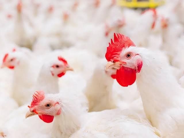 Suspeita de Influenza Aviária de Alta Patogenicidade em aviário de SC é descartada