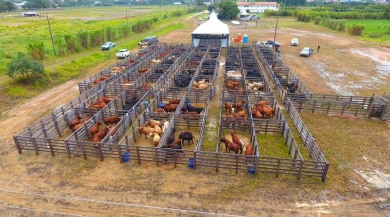 Mais de 30 mil pessoas são esperadas na Feira Agropecuária de Tubarão até domingo (1º)