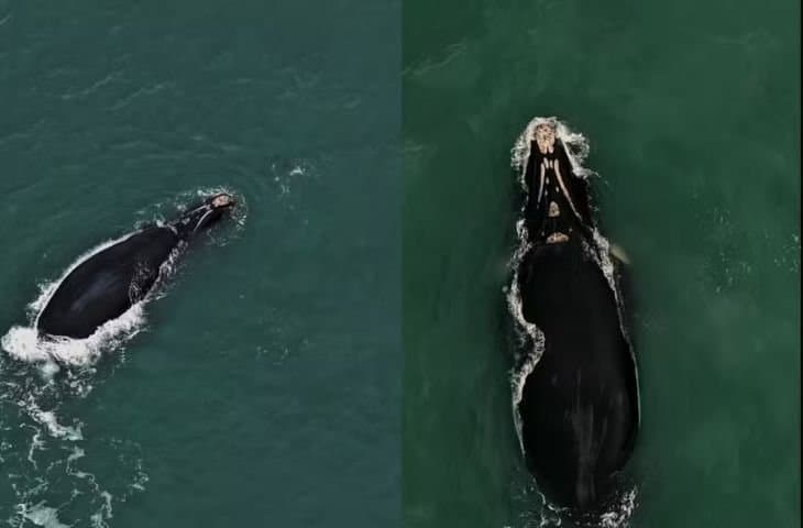 Baleias-francas começam a chegar ao litoral sul catarinense