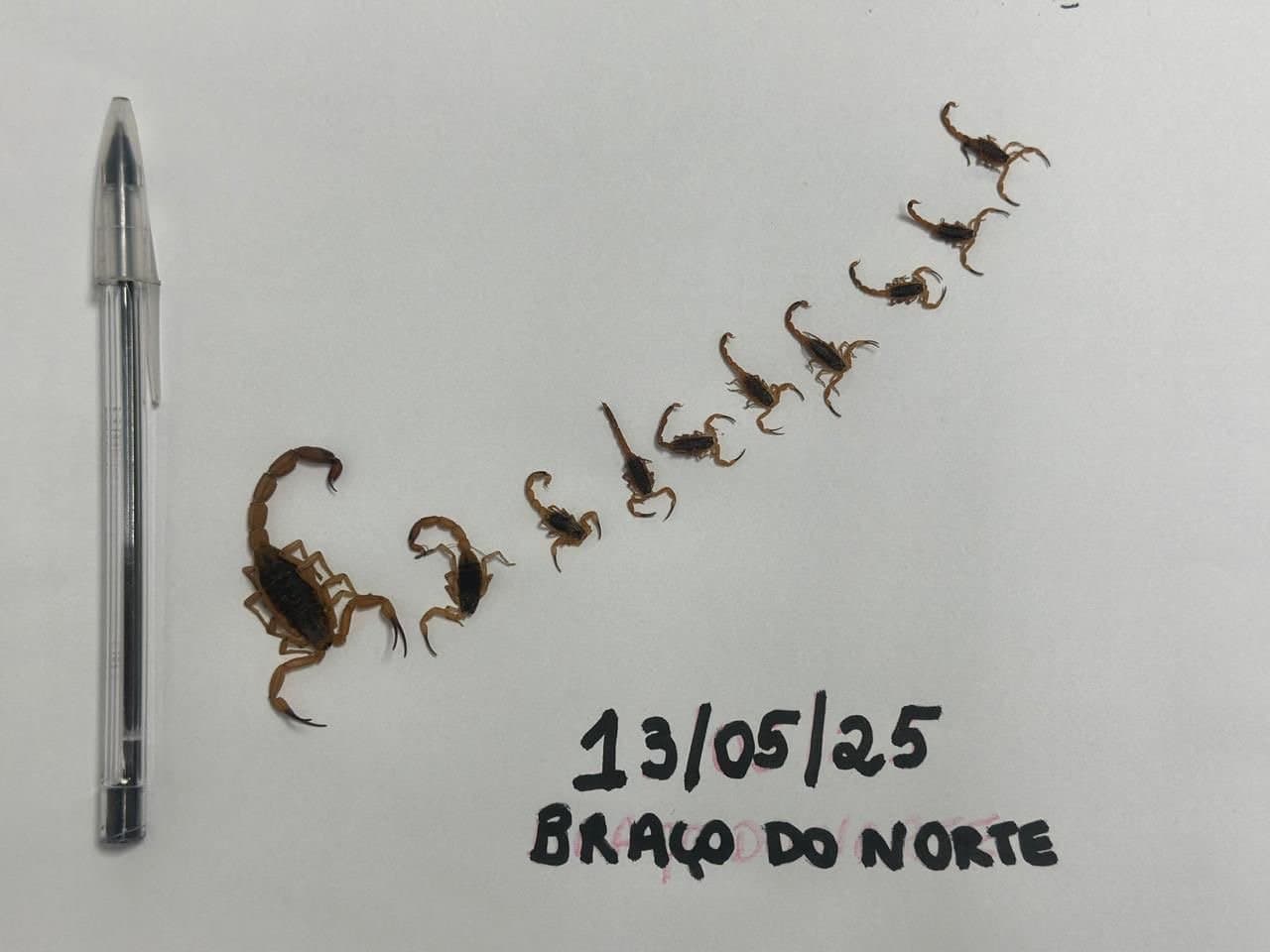 Mutirão noturno encontra mais 11 escorpiões amarelos em Braço do Norte