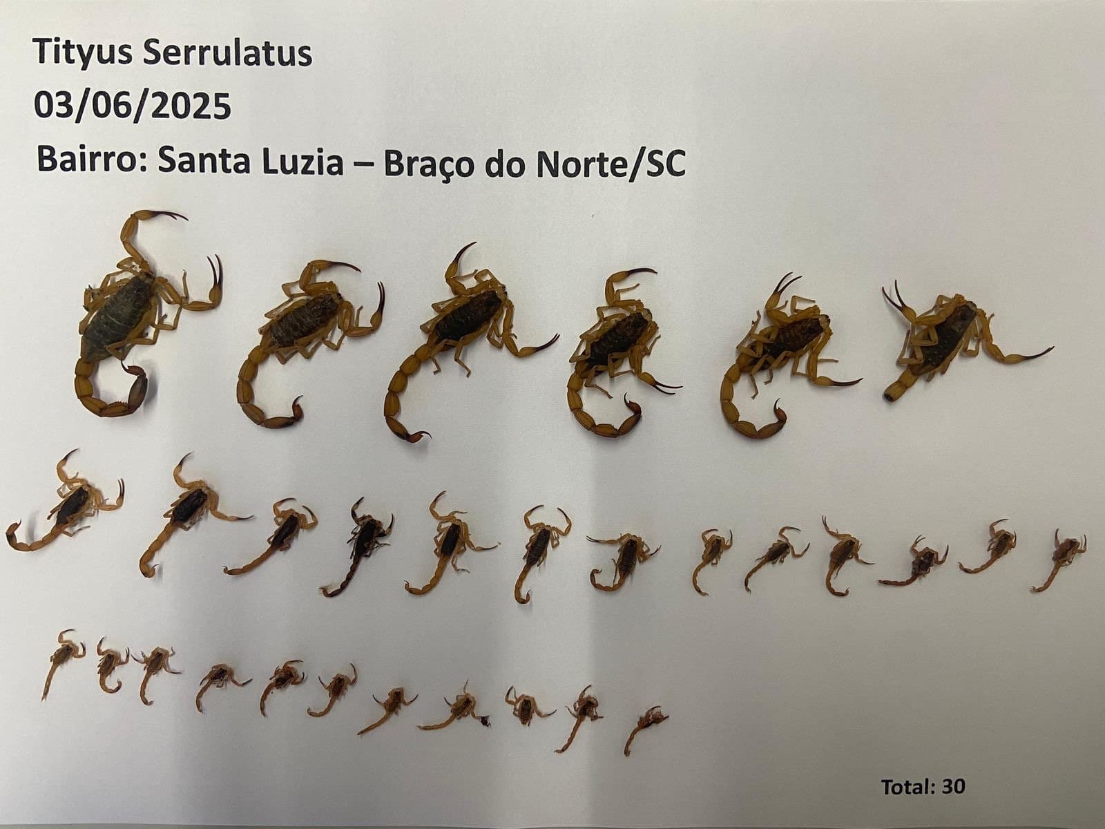 Chega a 92 o número de escorpiões amarelos encontrados em um mesmo bairro de Braço do Norte