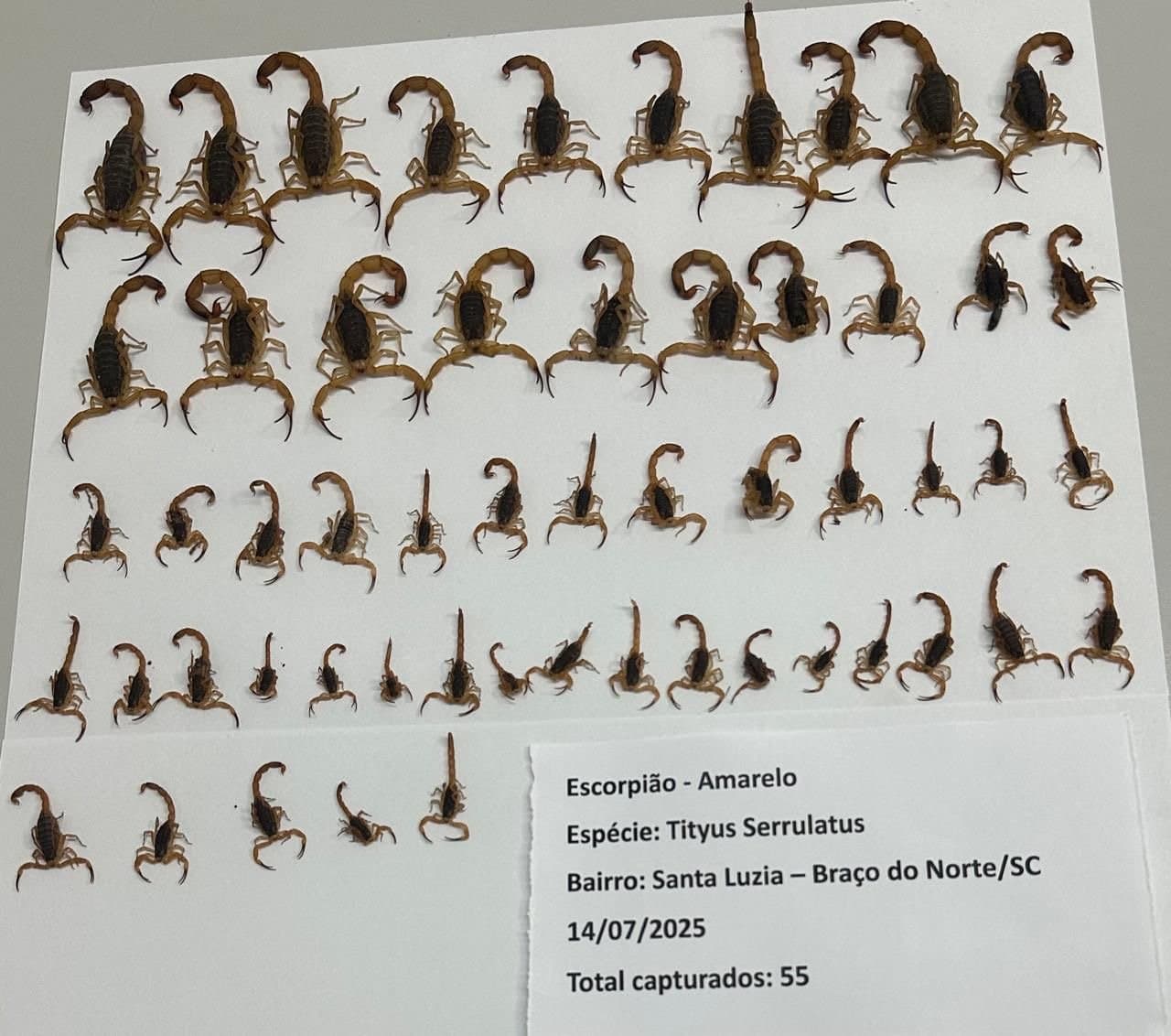 Varredura captura mais 55 escorpiões amarelos em Braço do Norte