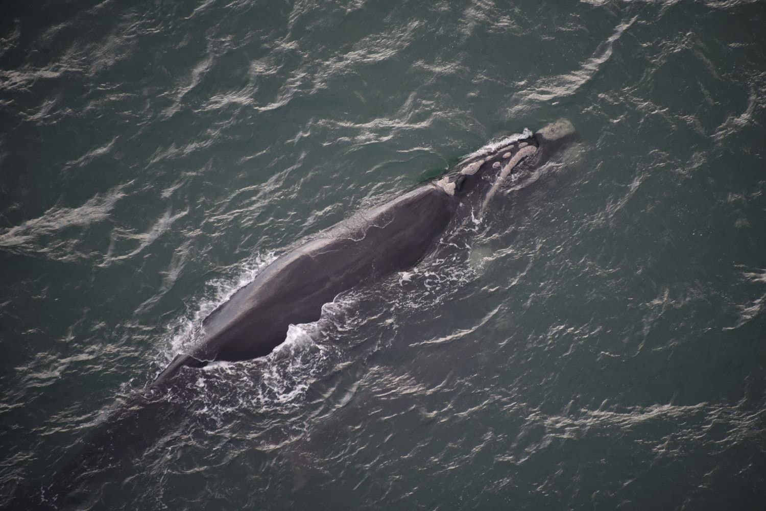 Primeiro sobrevoo da temporada 2025 registra 85 baleias-francas na costa catarinense