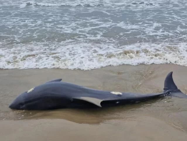 Boto-pescador encontrado morto em Laguna tinha sinais de doenças ligadas à poluição
