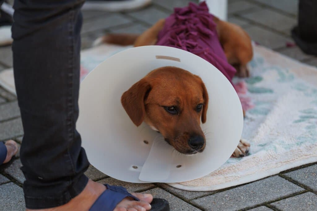 Quase 280 animais são castrados gratuitamente em Tubarão durante mutirão
