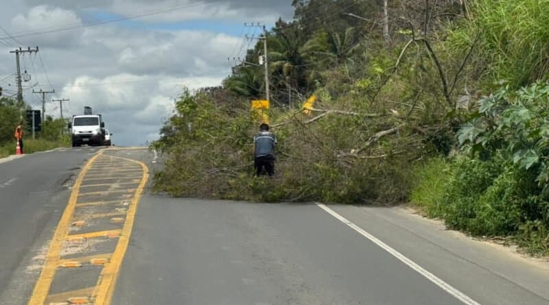 Árvore com perigo iminente de queda na SC-370 é removida pela Defesa Civil