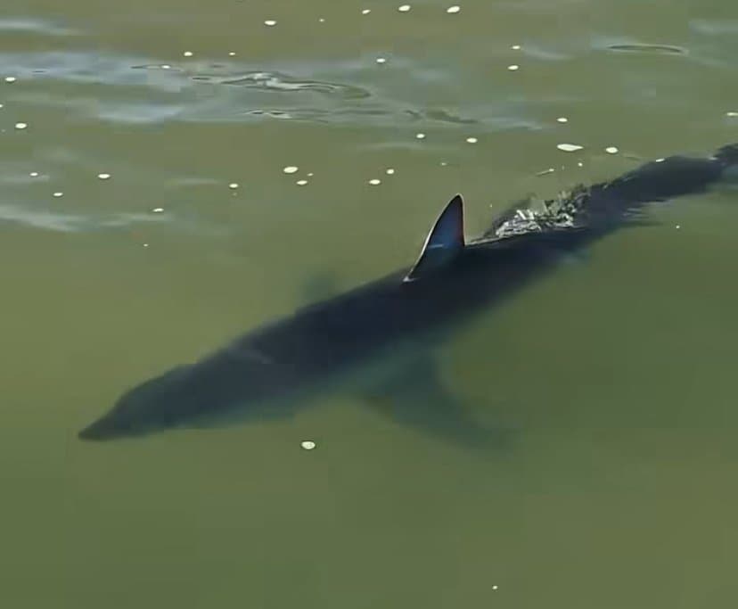 Tubarão é avistado próximo à faixa de areia em praia de Imbituba