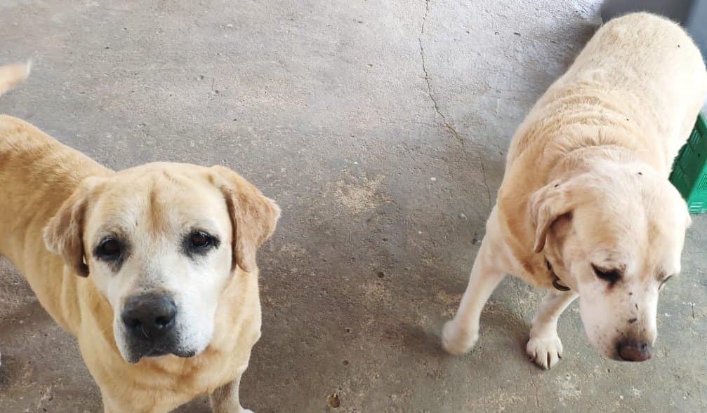 Laguna terá mutirões de castração para cães e gatos