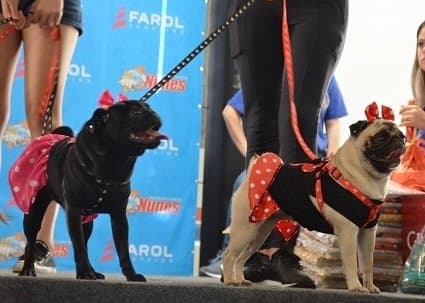 4ª edição do Pet Days ocorre no Farol Shopping neste fim de semana