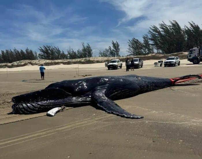 Baleia-jubarte de 8,5 metros é encontrada morta em Jaguaruna