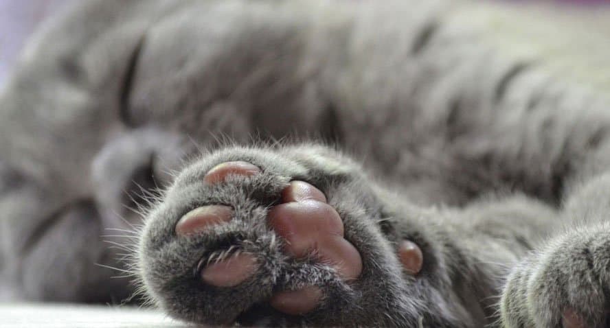 Gatos sem água e comida são resgatados de apartamento
