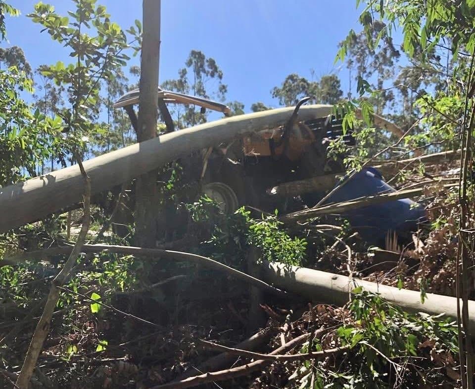 Trabalhador é atingido por árvore durante corte e não resiste