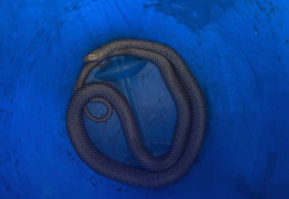 Bombeiros são acionados para retirar cobra de motor de carro