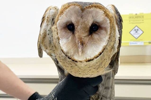 Coruja resgatada em latão de lixo recebe tratamento