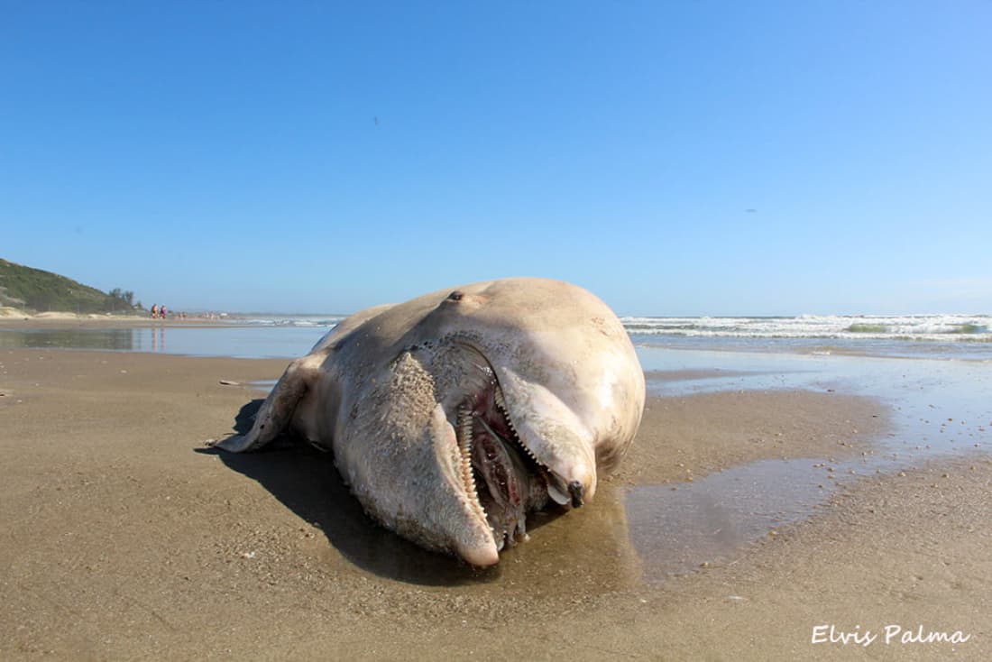 Boto é encontrado morto na praia do Mar Grosso